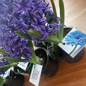 МГЕРБ-СЛИВЕН ПОЗДРАВИ ДАМИТЕ ПО СЛУЧАЙ 8 МАРТ