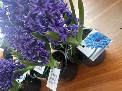 МГЕРБ-СЛИВЕН ПОЗДРАВИ ДАМИТЕ ПО СЛУЧАЙ 8 МАРТ